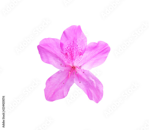 Pink or purple rhododendron flower isolated on white background with clipping path
