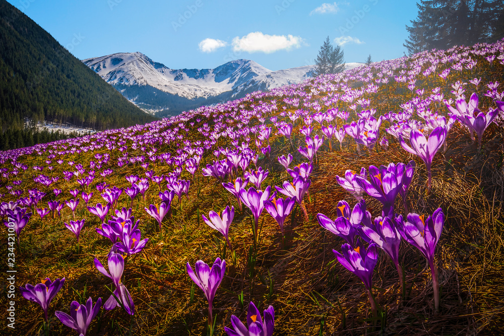Obraz premium Spring crocuses in Chocholowska Valley Tatra Mountains, Poland