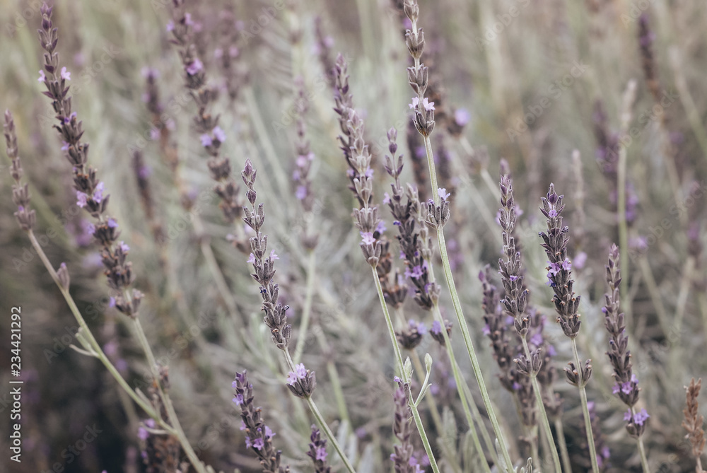 Obraz premium lavender flower group