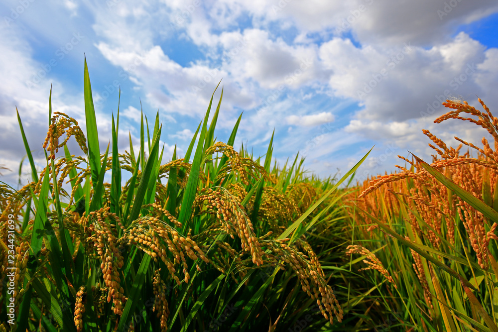 Naklejka premium The autumn rice fields
