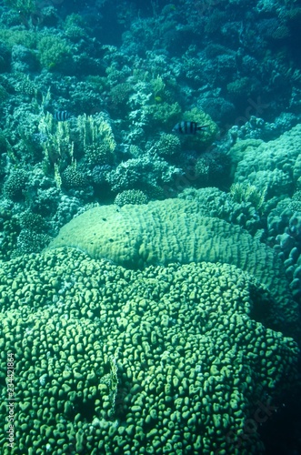 Vues depuis un bateau semi-immergé à calle en verre : Fonds sous-marins de la mer Rouge (Egypte) 