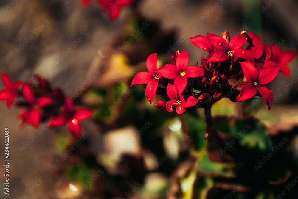 Fototapeta premium vivid red small flowers in a garden
