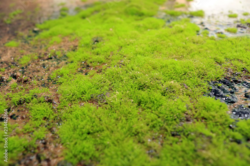 Closeup moss small plant on the wet ground. Green moss texture on the floor.