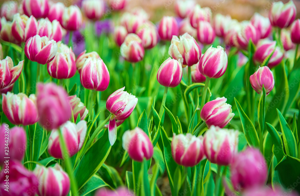 Tulips flower in the garden.