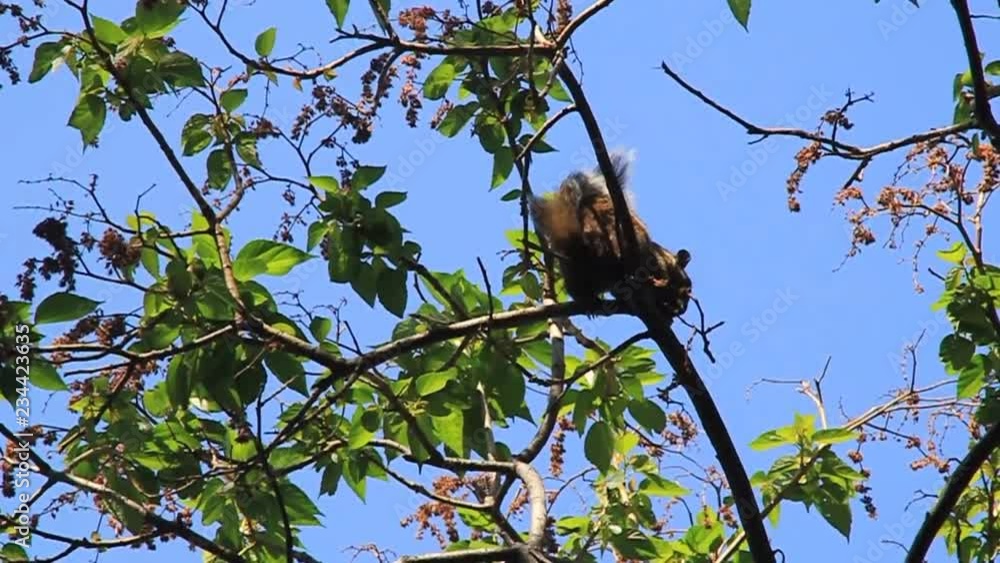 Squirrel in Cerro Tzankujil park near San Marcos La Laguna village, Guatemala Squirrel in Cerro Tzankujil park near San Marcos La Laguna village, Guatemala