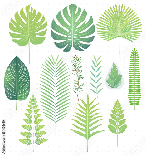 Green tropical leaves set vector illustrations