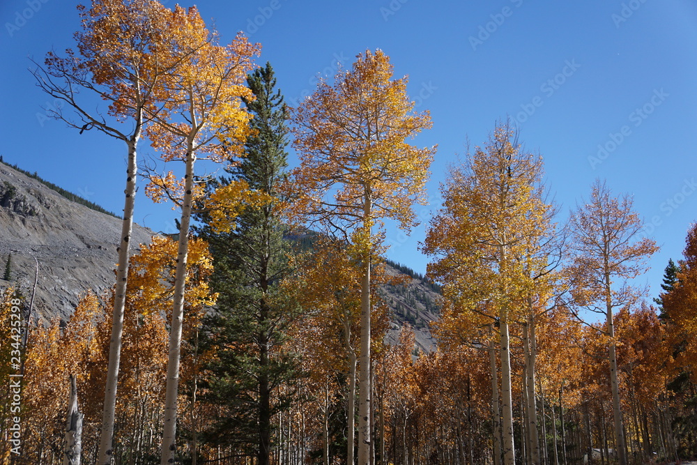 yellow aspen trees in autumn yellow aspen trees in autumn