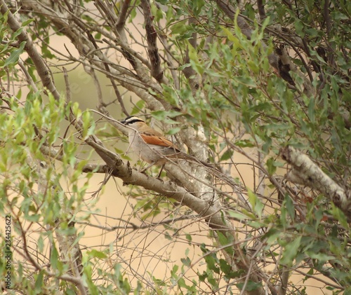 Black-crowned Tchagra in South Africa photo