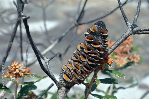 Open seed follicles and new growth on Banksia oblongifolia cone, the Fern -Leaved Banksia, following a bushfire in heath, in the Royal national Park, NSW, Australia © KHBlack