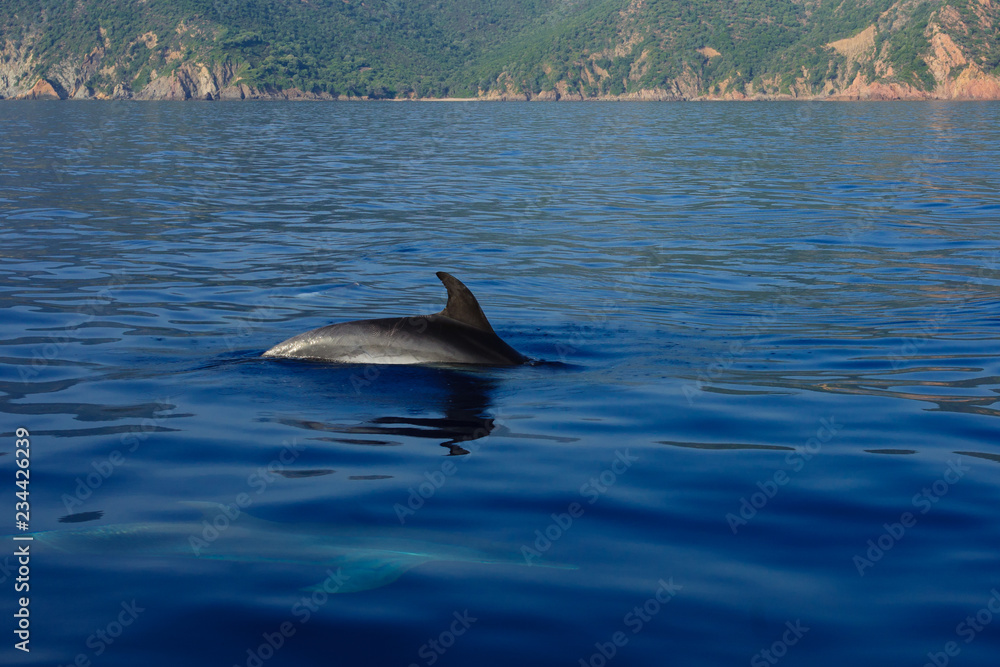 Fototapeta premium Dolphins in the gulf of Porto