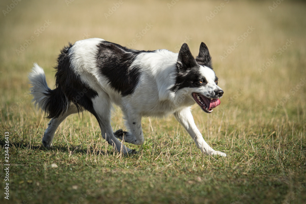 Sheepdog Sheepdog