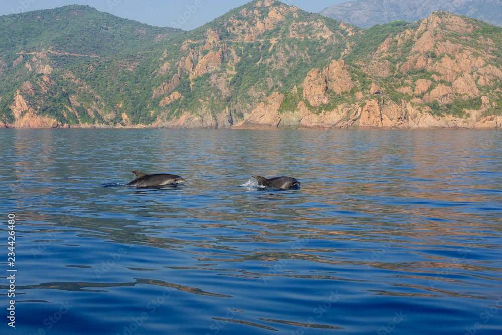 Fototapeta premium Dolphins in the gulf of Porto