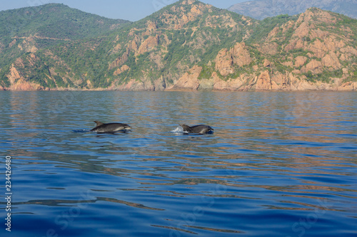 Dolphins in the gulf of Porto © RnDmS