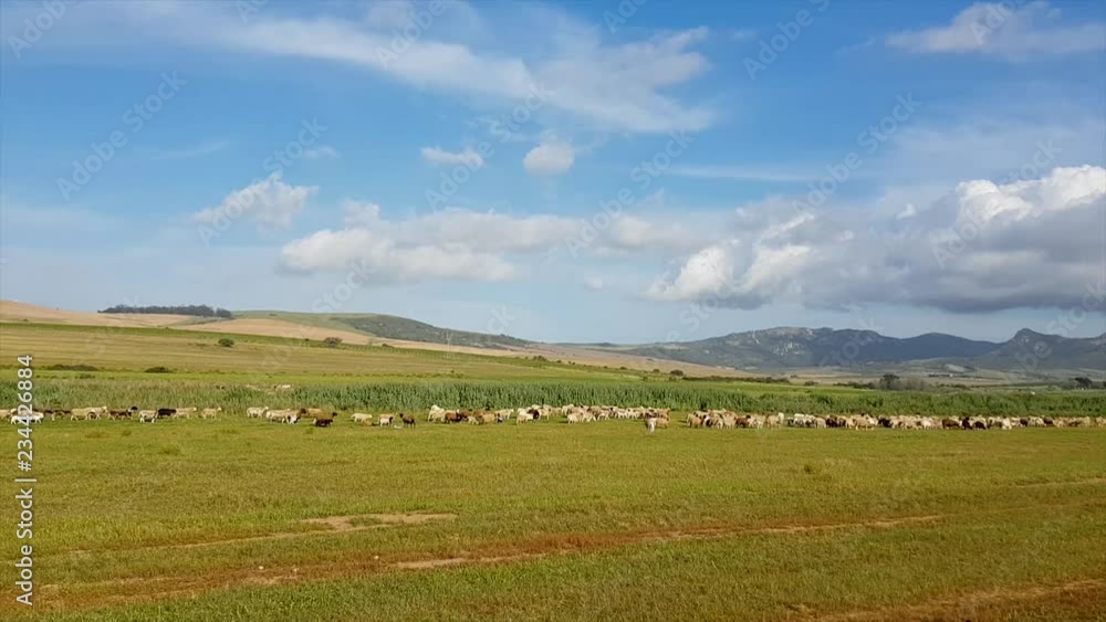 Sheep in Field with Ewe waiting for Lamb Sheep in Field with Ewe waiting for Lamb