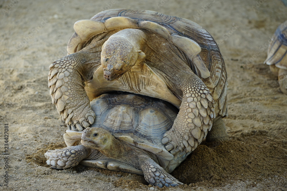Fototapeta premium Two adult turtles breeding on ground, the summer in the park.