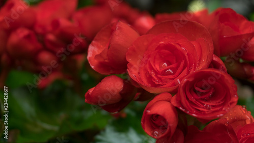 Small red roses