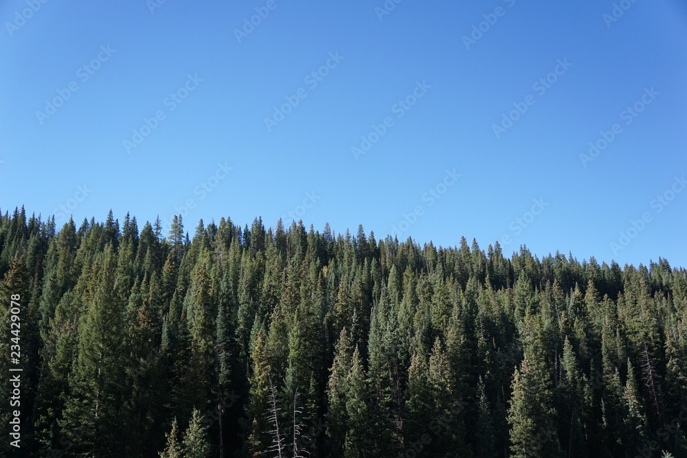 trees and blue sky trees and blue sky