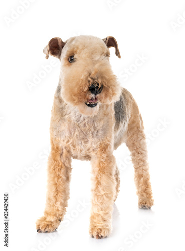 Fotografie lakeland terrier in studio
