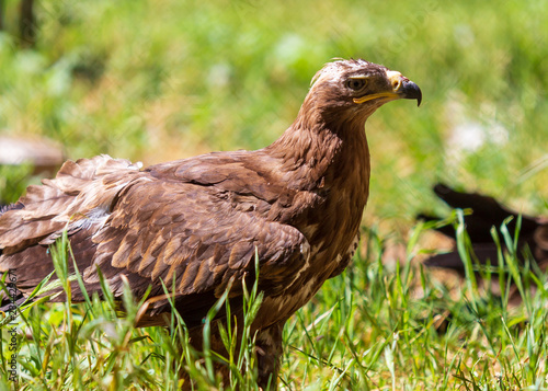 Portrait of an eagle in the zoo