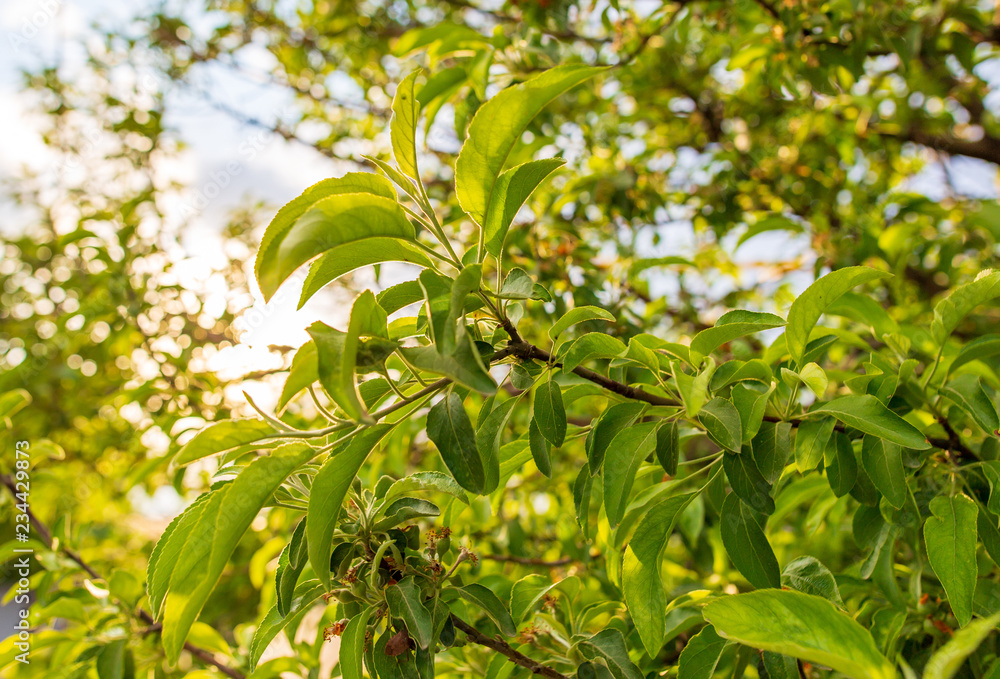 Beautiful green leaves on a tree branch