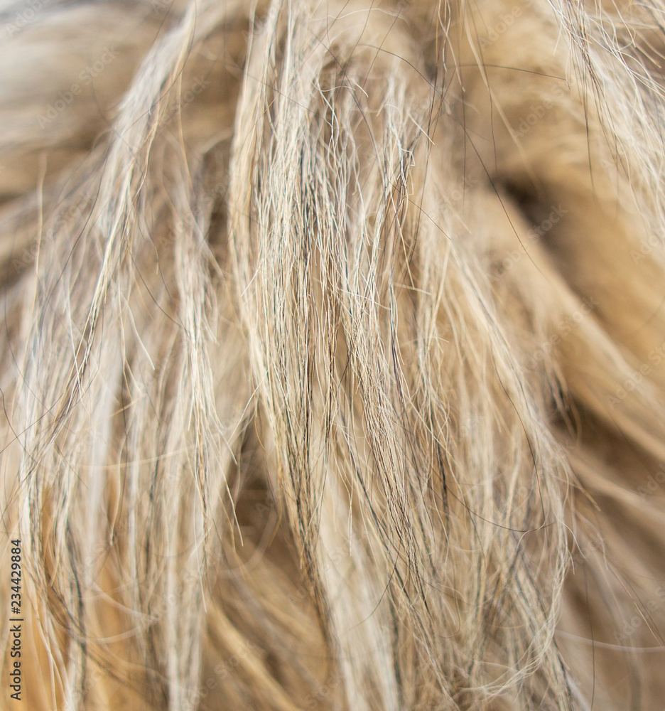 Fototapeta premium Wool on a dog as an abstract background