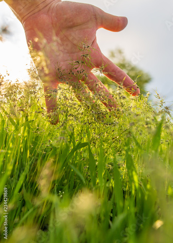 Green grass in hand in nature in spring