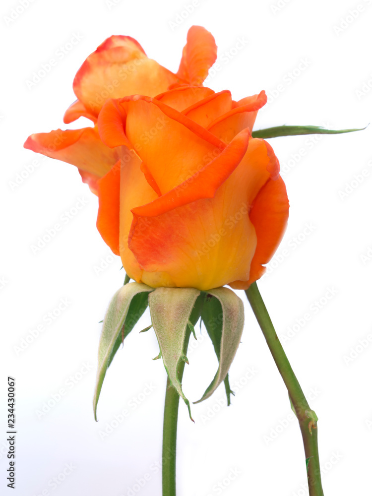 beautiful orange rose isolated on white background beautiful orange rose isolated on white background