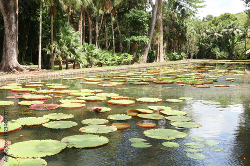 green lily pads and pink flowers