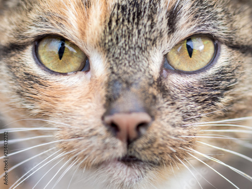 Portrait of a carnivorous cat close-up. The cat looks at the spoil carefully_