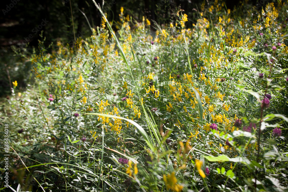 Obraz premium Eine Blumenwiese im Sommer, Kreislauf der Natur, Kreislauf des Lebens, Komposition der Farben