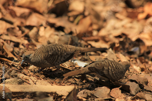 Bird in natural