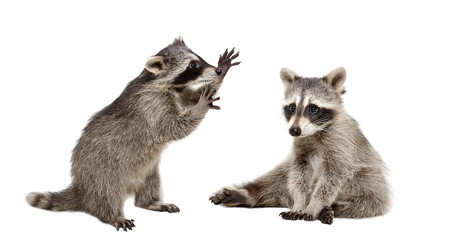 Two funny raccoons isolated on white background