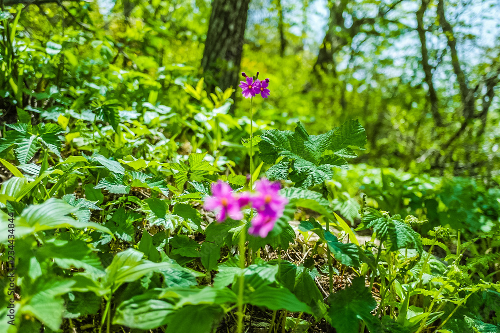 Obraz premium 산에 자라는 야생화 식물