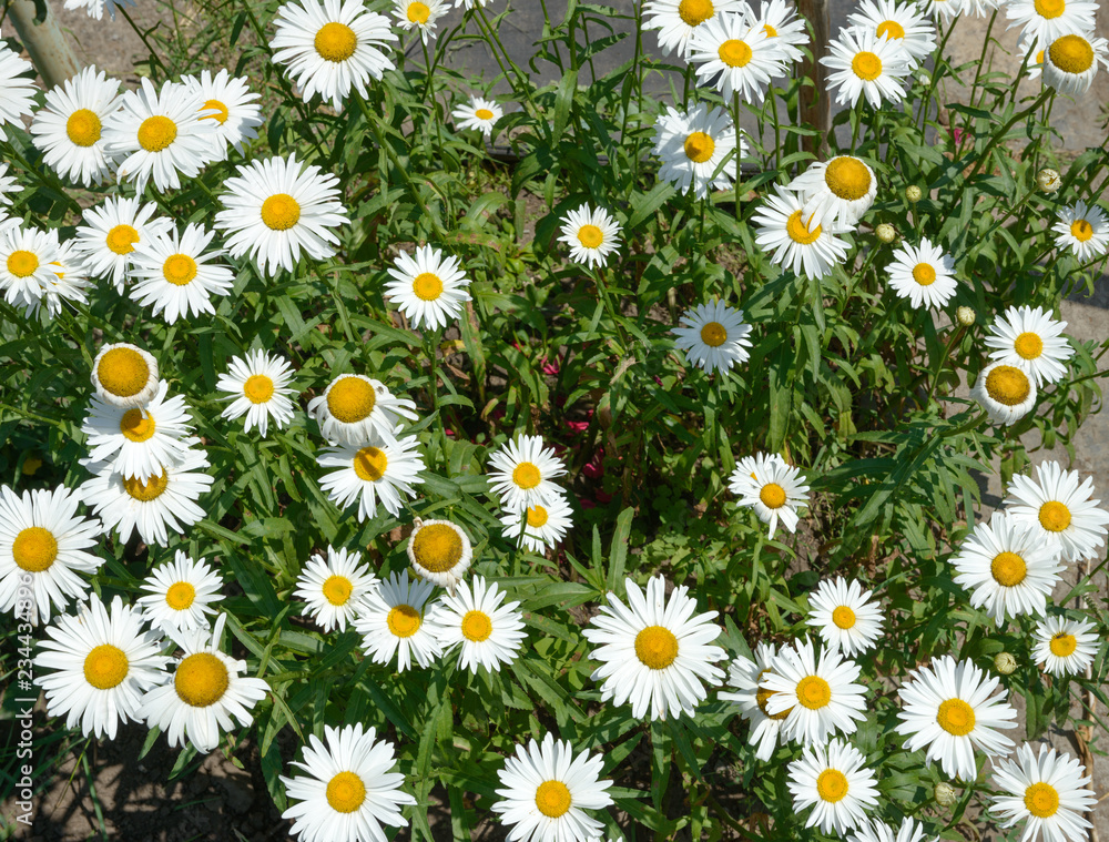 Many bright white chamomiles on garden flower bed. Many bright white chamomiles on garden flower bed.