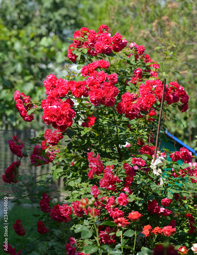 Bright red flowers of rose bush in sunlight.