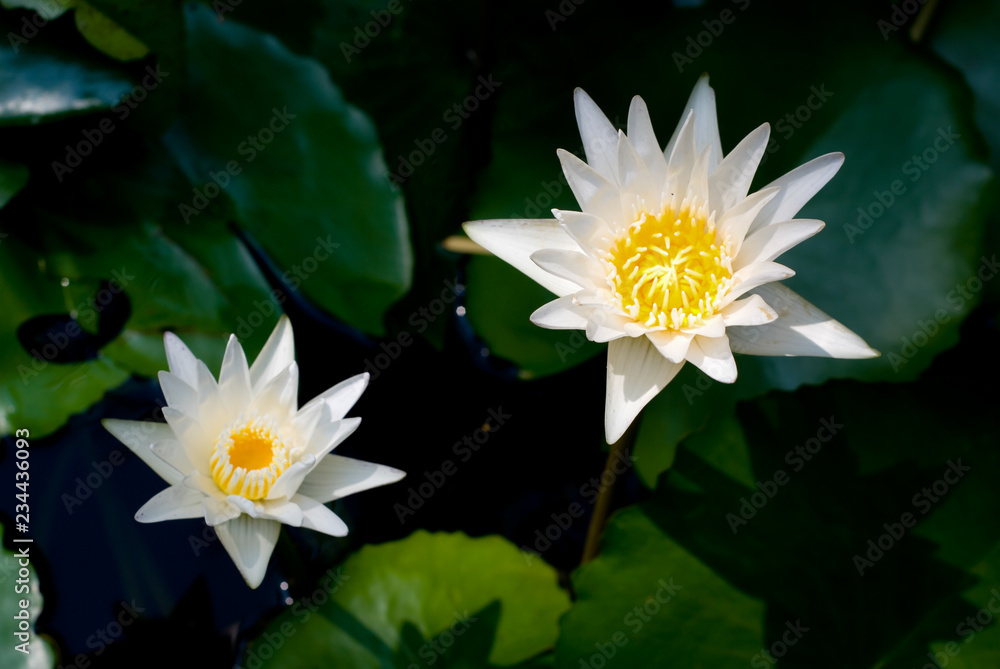 White lotus flowers on the swamp in Thailand.