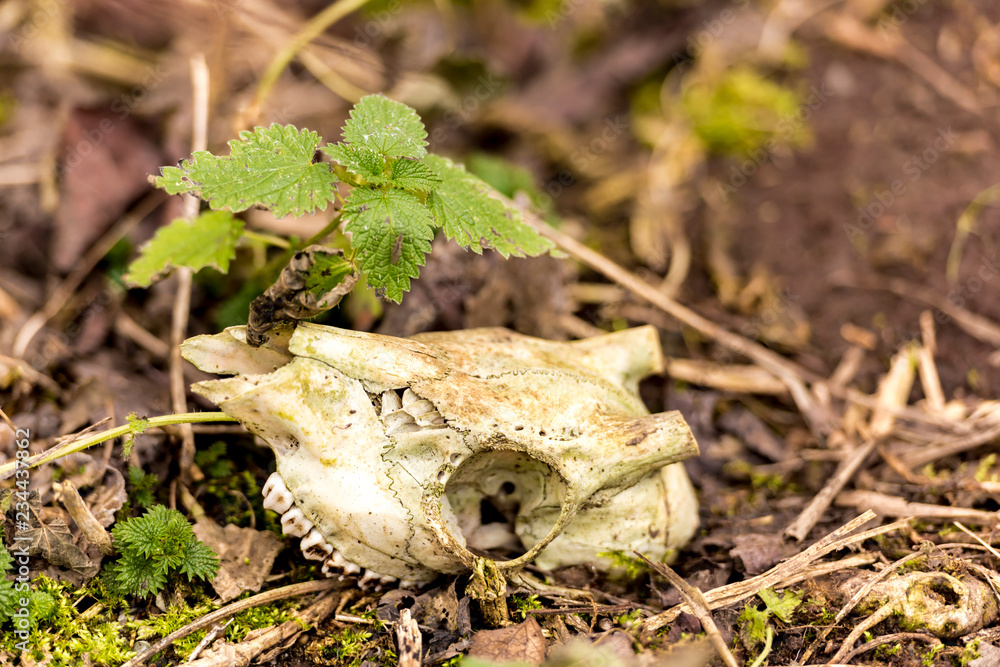 Skeletonized animal Skull without horns lies on the ground with a green  plant Stock Photo | Adobe Stock