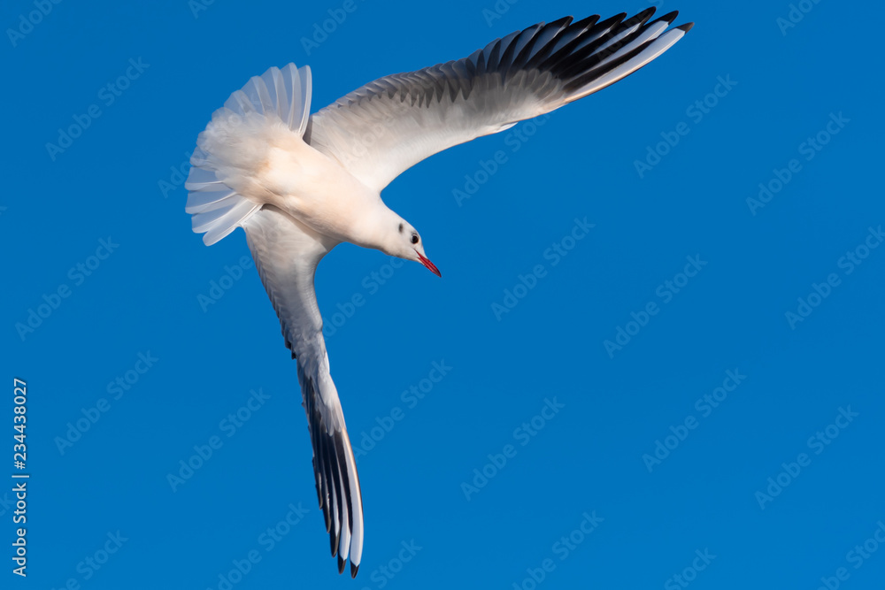 Fototapeta premium Diving Bird with Wings in a Ninety Degree Angle