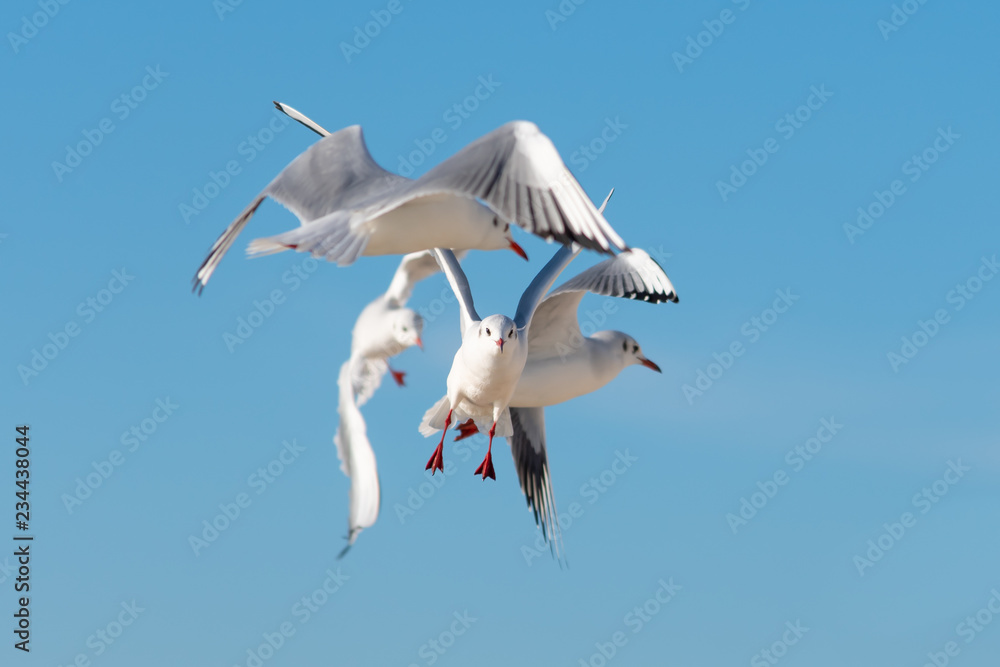 Fototapeta premium Four Seagulls Close Together Flying in Different Directions