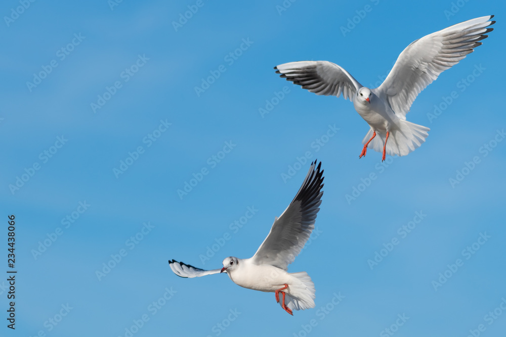 Two Seaulls Flying with Copyspace to the Left Two Seaulls Flying with Copyspace to the Left