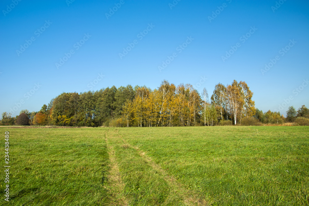 Road through green meadow and forest