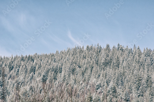 Snow-covered spruce and blue sky. Thick coniferous forest. Winter landscape