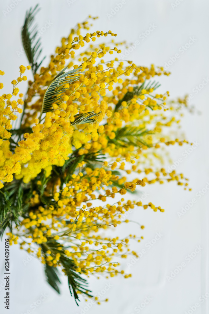 branch of a Mimosa on a light background, copyspace for your text: greeting card, blank, mockup, background for greetings on mother's day, international women's day branch of a Mimosa on a light background, copyspace for your text: greeting card, blank, mockup, background for greetings on mother's day, international women's day