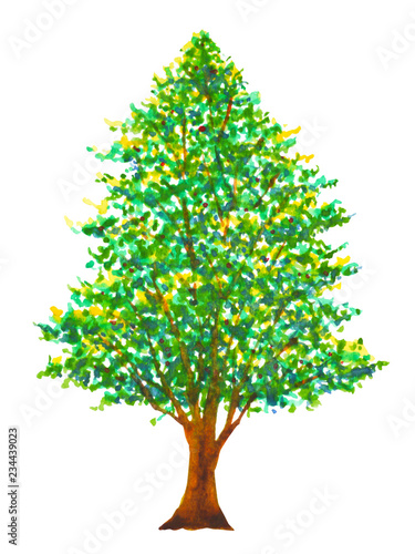 pine tree christmas watercolor painting illustration hand drawing