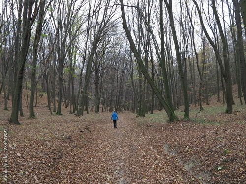 Hiking in autumn in forest without leaves on the trees in South Moravia, Boretice