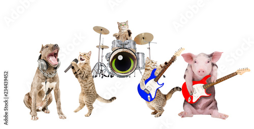 Fototapeta Naklejka Na Ścianę i Meble -  Performance of animals musicians isolated on white background