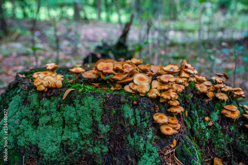 Photo of Autumn forest. Group of orange and yellow mushrooms on the old log