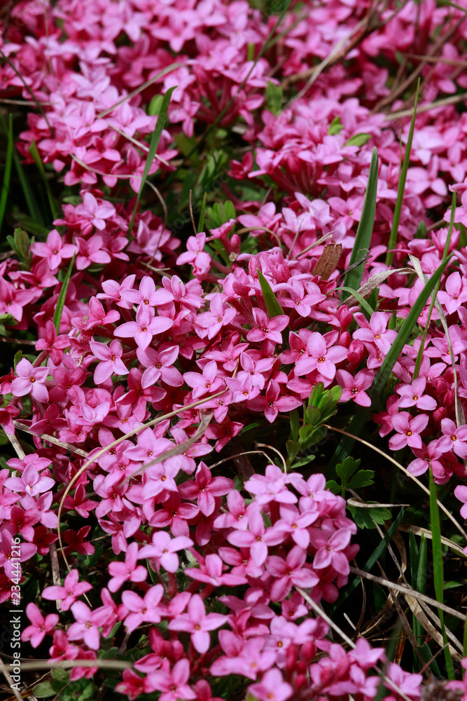Echter Seidelbast (Daphne mezereum) Blüten Echter Seidelbast (Daphne mezereum) Blüten