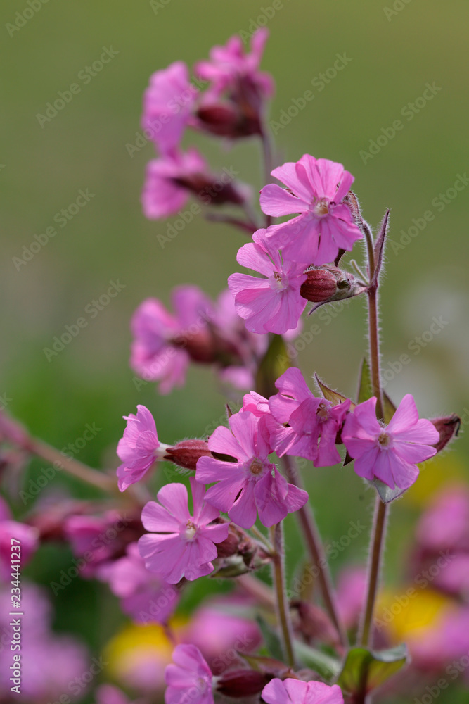 Rote Lichtnelke (Silene dioica), Rotes Leimkraut, Rote Nachtnelke Rote Lichtnelke (Silene dioica), Rotes Leimkraut, Rote Nachtnelke