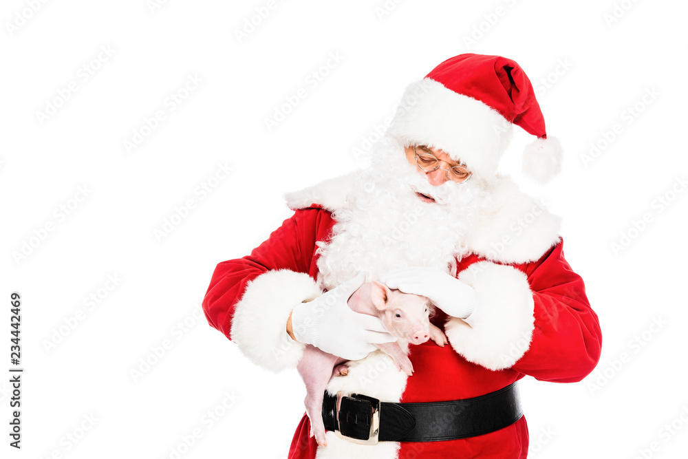 santa claus holding little pig and petting her isolated on white santa claus holding little pig and petting her isolated on white
